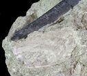 Theropod Dinosaur Limb Section In Rock - Montana #67771-2